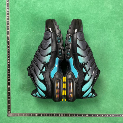 TN Black Dusty Cactus