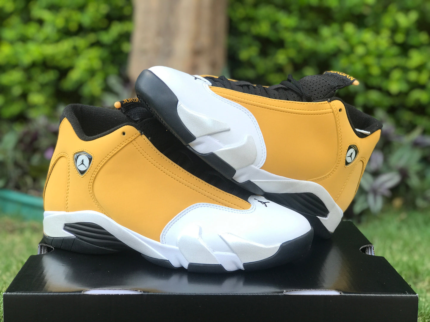 AJ14 Ginger