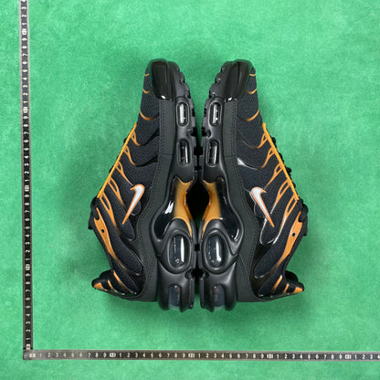 TN Black & University Gold