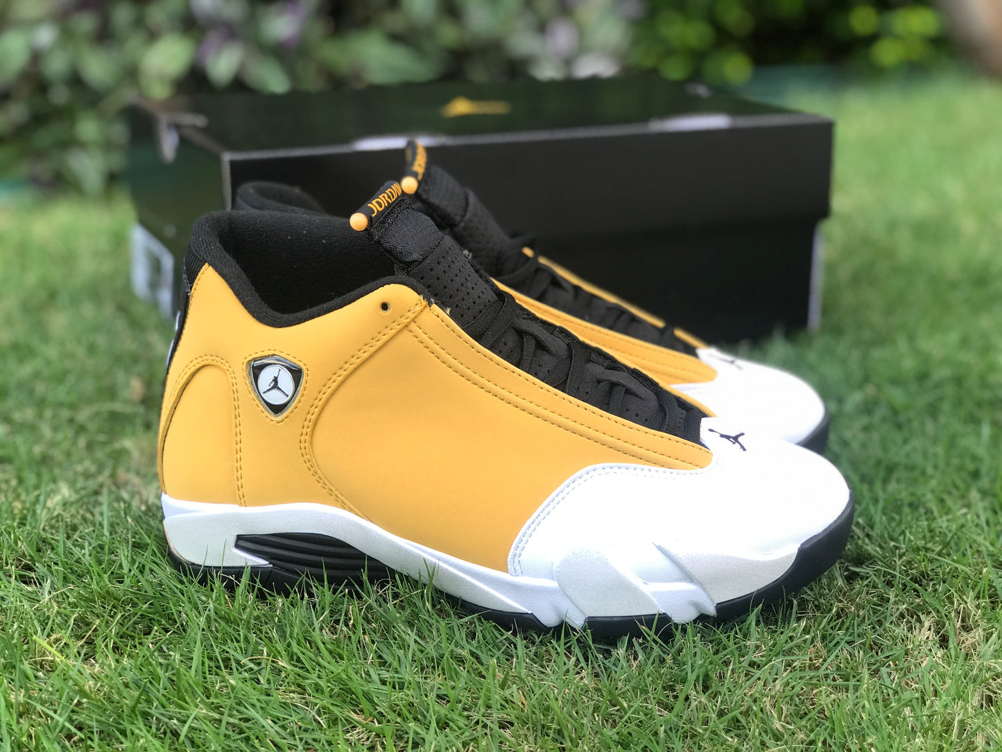 AJ14 Ginger