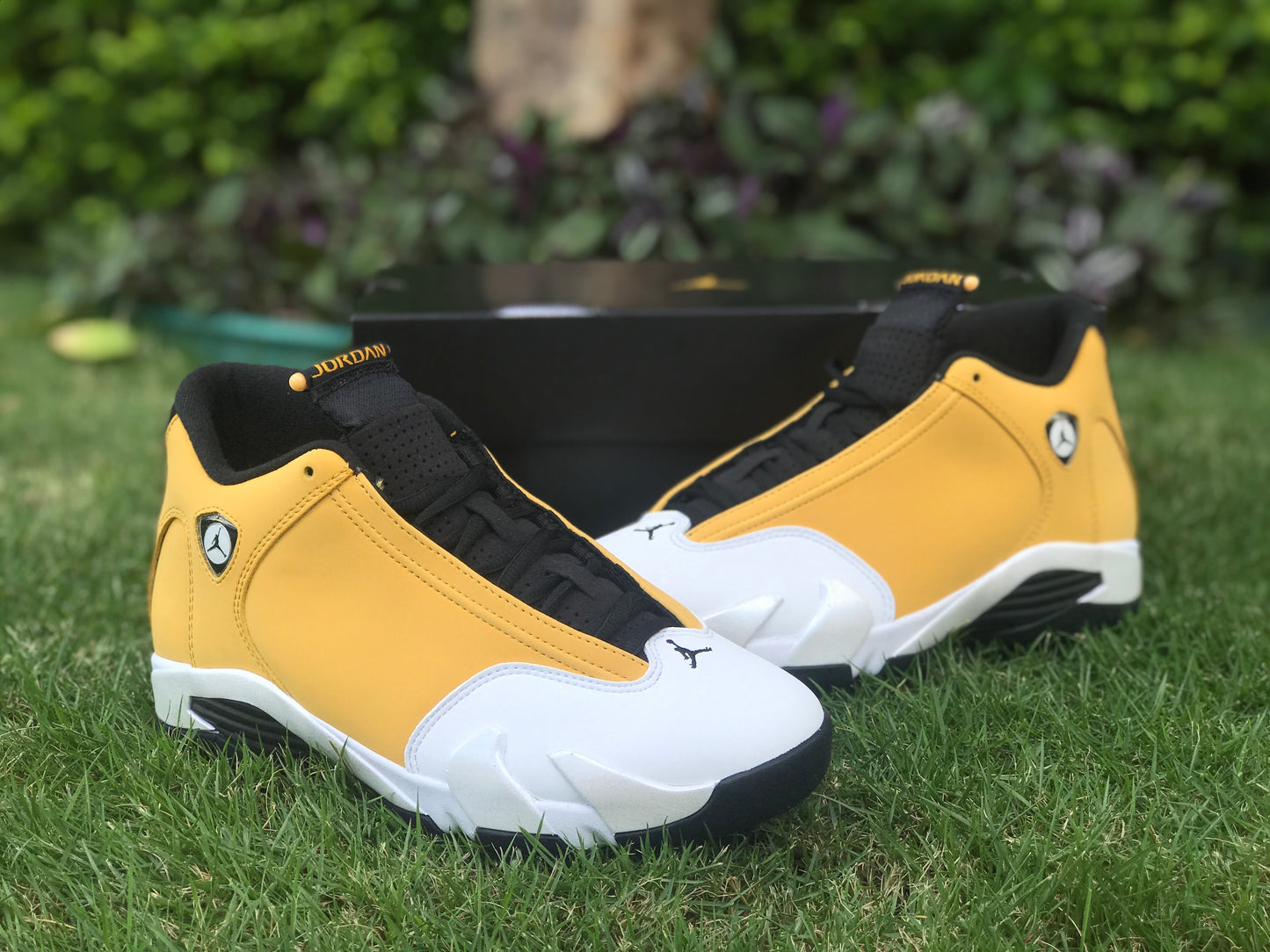 AJ14 Ginger
