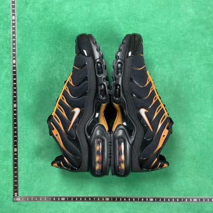 TN Black & University Gold