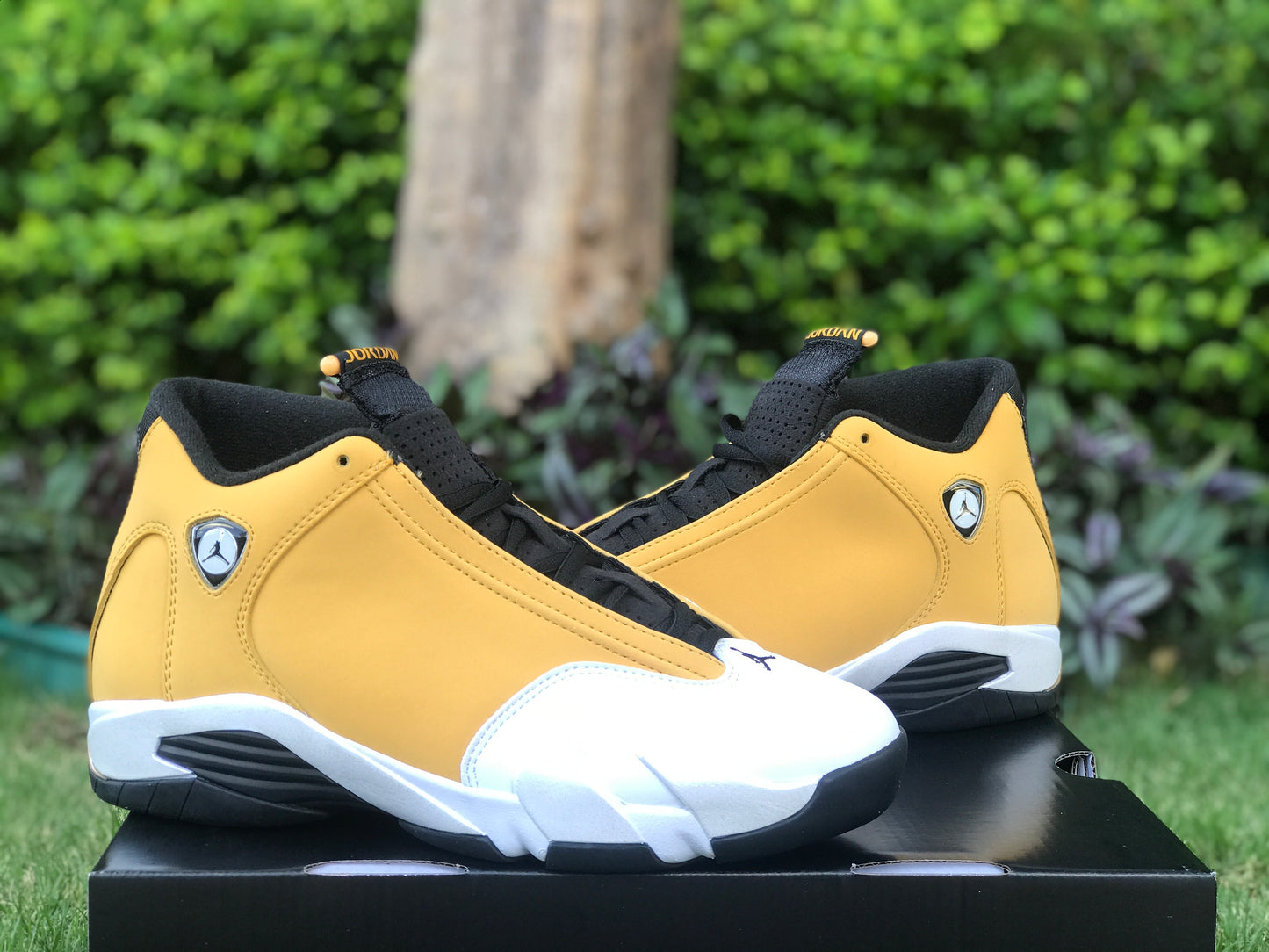 AJ14 Ginger