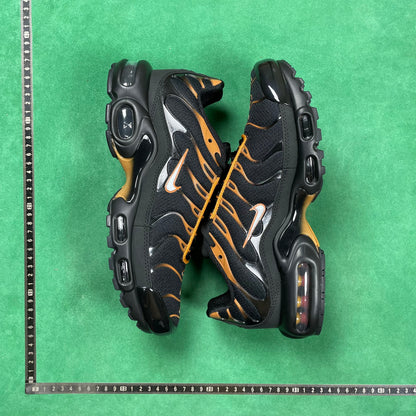 TN Black & University Gold